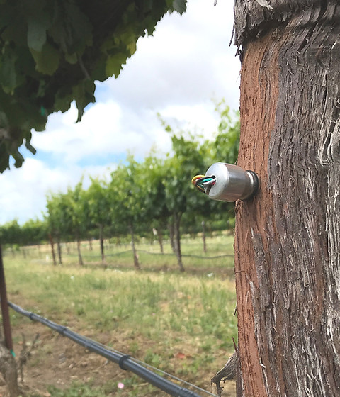 FloraPulse water optimization system installed into a tree on a vineyard