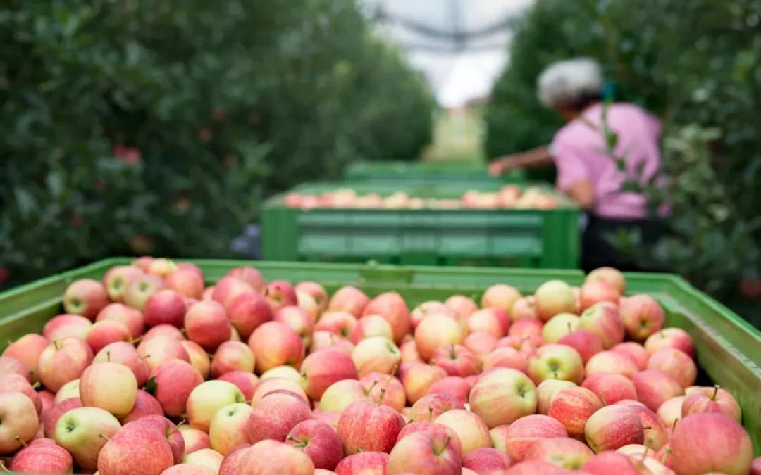 Three green crates of apples in a column.